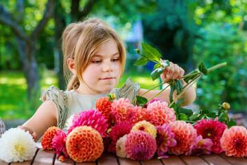 Little preschool girl make dahlia flower bouquet. Close-up of happy child and colorful garden...