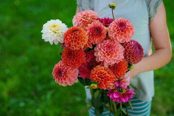 Close up of little preschool girl with dahlia flower bouquet. Close-up of happy child holding...