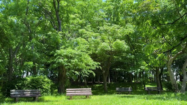bench and beautiful green trees  in the park