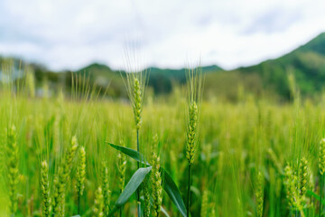 Lush Green Wheat Field with Mountain Backdrop