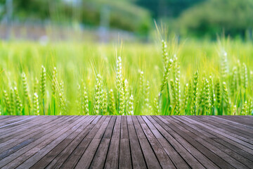 Wooden Planks Overlooking Vibrant Green Wheat Field