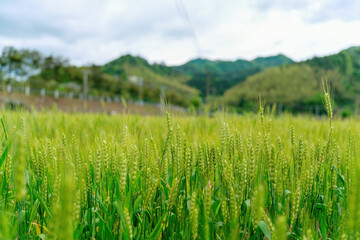 Lush Green Wheat Field Under Cloudy Blue Sky