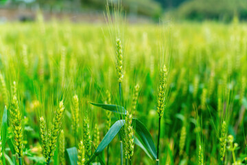 Lush Green Wheat Field Under Summer Sunlight