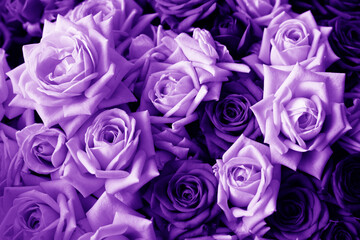 Purple floral toned background of roses. Photo of a bouquet in a flower shop.
