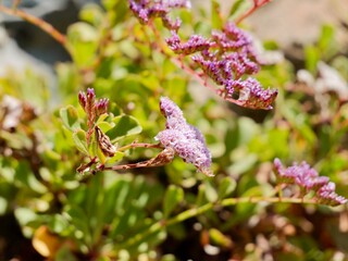 Flowering of Limonium pectinatum (in Spanish: siempreviva de mar, "sea immortelle") a species of the family Plumbaginaceae, native to the Canary Islands. Tenerife coast, Spain