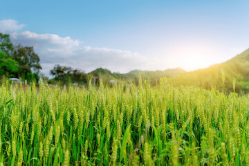Serene Wheat Field under the Glistening Sun