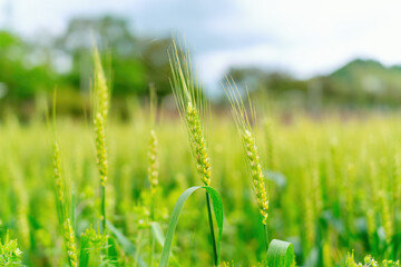 Green Wheat Field Under Bright Sky