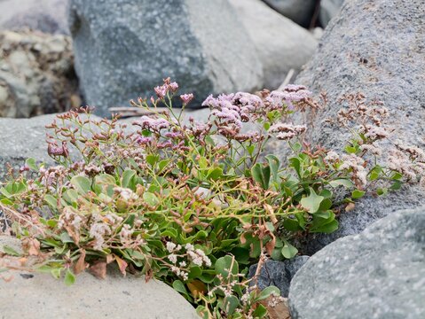 Flowering of Limonium pectinatum (in Spanish: siempreviva de mar, "sea immortelle") a species of the family Plumbaginaceae, native to the Canary Islands. Tenerife coast, Spain