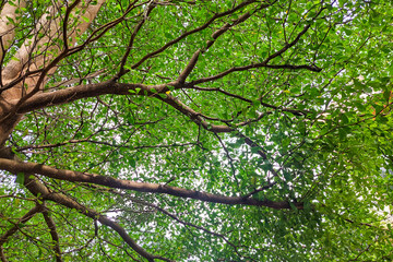 Fototapeta premium Tree branches with green leaves are very neat during the day