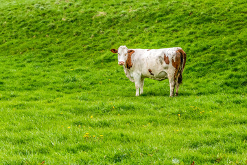 Une vache Jurassienne