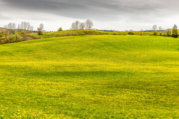 Champ fleuri dans le Jura
