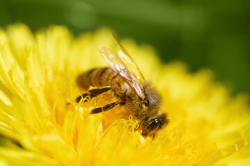 World Bee Day. Bee Pollinating a Yellow Dandelion Flower