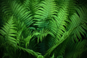 Midsummer Day background. Lush Green Ferns Close-up