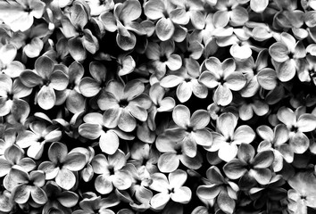 Beautiful black and white background of lilac flowers close up. Spring lilac flowers. Monochrome...