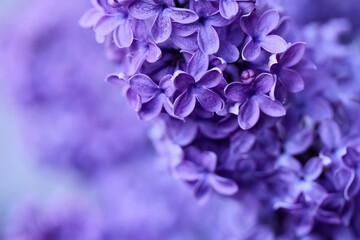 Close-up of Purple Lilac Blooms