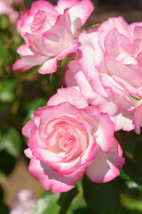 花壇に咲く花びらの縁がピンク色のバラ