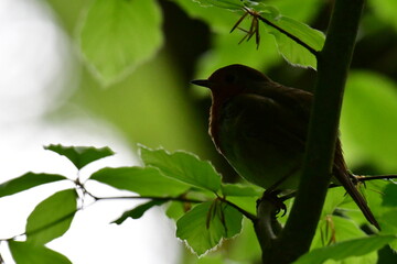 Bird Robin on a branch