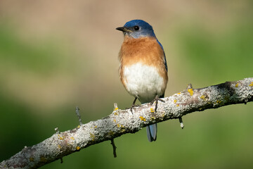 Eastern bluebird  on a branch
