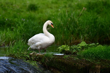 Mute swan in river Nore, Kilkenny, Ireland