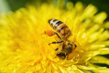 World Bee Day. Honeybee Pollinating a Yellow Flower