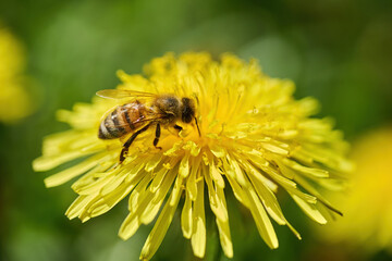 Bee Pollinating Bright Yellow Dandelion