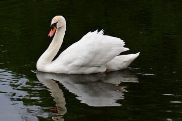 Naklejka premium Mute swan in river Nore, Kilkenny, Ireland