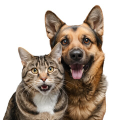 Cat and dog together no background