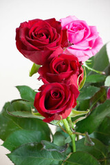 色とりどりのバラ