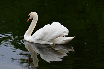 Naklejka premium Mute swan in river Nore, Kilkenny, Ireland