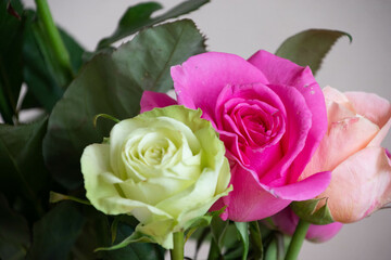 ピンクと緑のばら
