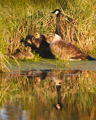 Adult Canada goose (Branta canadensis) protecting its goslings as they forage in the shallows at...