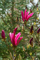 Beautiful blooming Magnolia Susan (Magnolia liliiflora x Magnolia stellata) with large pink flowers and buds in spring garden. Selective focus. Nature concept for design