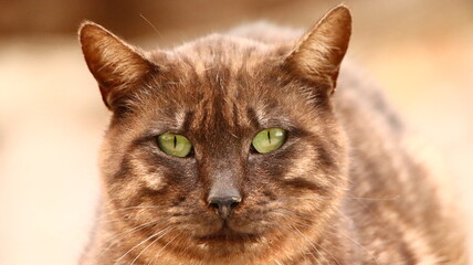 ojos de gato, mirada de gato, mirada penetrante, felinos, animal, mascota, felíno, gatita, cuca, domestica, pelaje, ocular, felinos, mascota, gato atigrado, retrato, mamífero, animal, gris, ocular, ad