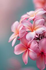 Plumeria or Frangipani or Temple tree flower. Close up white-pink plumeria flowers