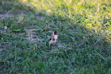 sparrow on grass
