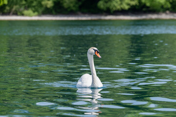 cygne  du lac Léman