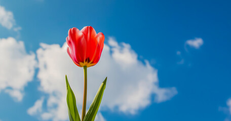 Beautiful blooming tulips on abstract blue sky in spring. Images are generated by AI