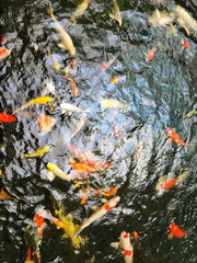 The fish swims so fast that the water ripples.  Colorful koi fish swim around in the pond. bustling view of colorful koi fish as they swim together in a tranquil pond. Group of colorful koi fish.   
