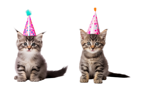 Kitten wear party hat isolated transparent background