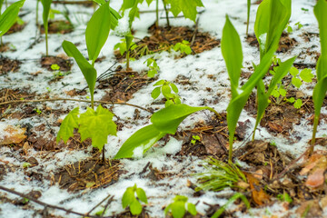 Green grass with snow. Sudden frosts in spring.