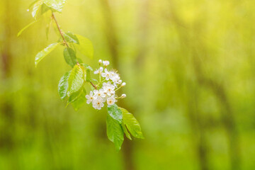 Cherry branch with small white flowers. Background with spring mood and bright sun.