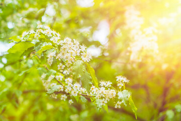 Cherry branch with small white flowers. Background with spring mood and bright sun.