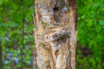 Close-up of a tree trunk with stripped bark. Traces of damage on the tree.