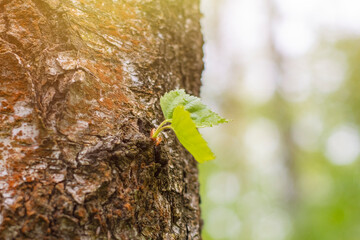 A new small green sprout on the trunk of an old tree. Background on the theme of rebirth and new...