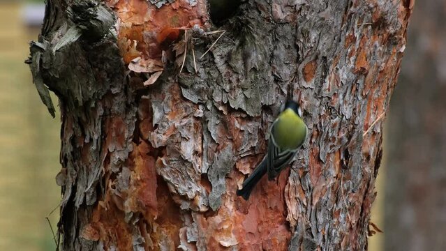 Blue Tit Eating Insects in Pine Forest. Eurasian Parus Major Bird eating insects. Small passerine bird hunting for food on tree against forest background. Bird in the tit family Cyanistes caeruleus