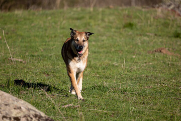 jack russell terrier running in the park