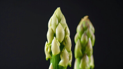 Close-up organic asparagus on black background