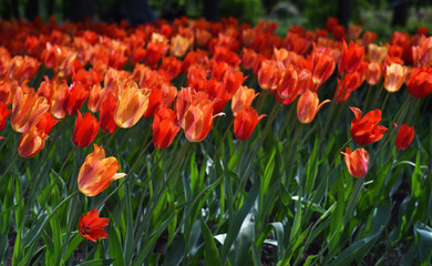 Beautiful spring bouquet of tulips 