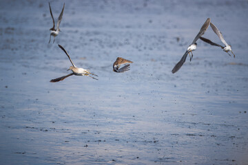 Wood sandpipers fly over the wet mud on a sunny spring day, not toward the camera lens.	
