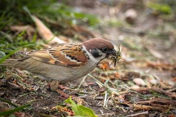An adult Eurasian tree sparrow stands on the ground perpendicular to the camera lens and holds a lot of insects in its beak on a cloudy spring day.